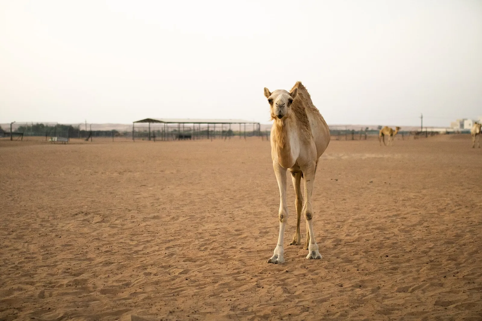 Dubai Desert Conservation Reserve, United Arab Emirates