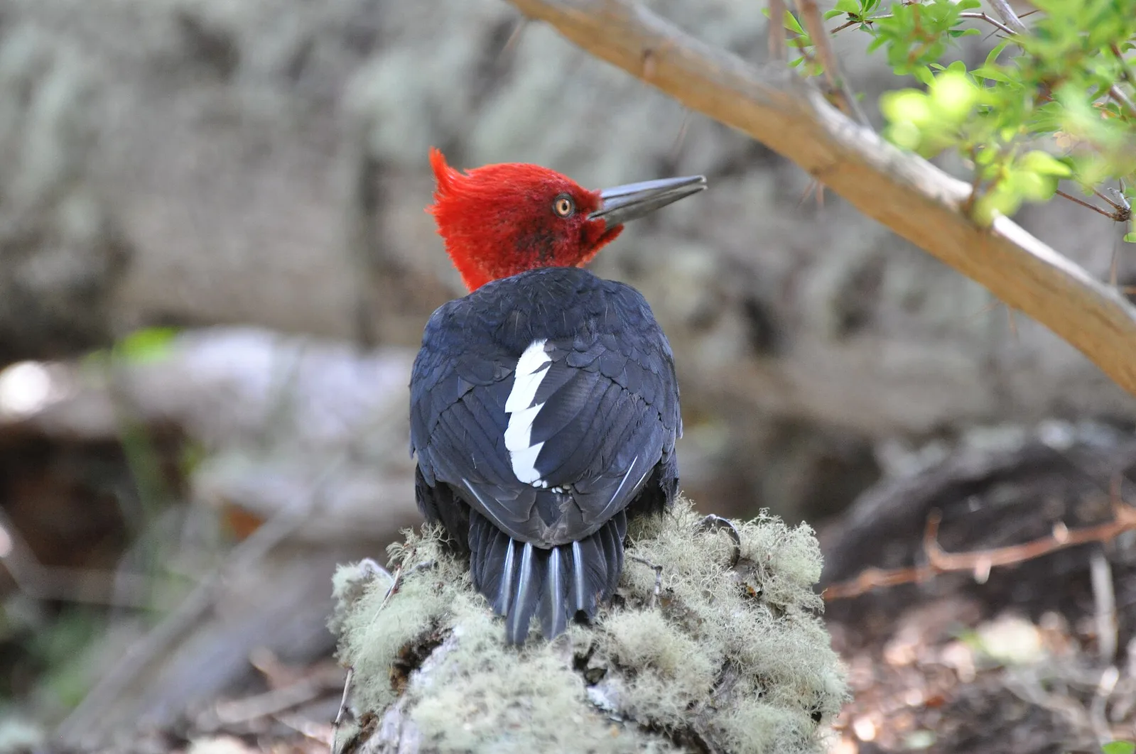 Tierra del Fuego National Park, Argentina