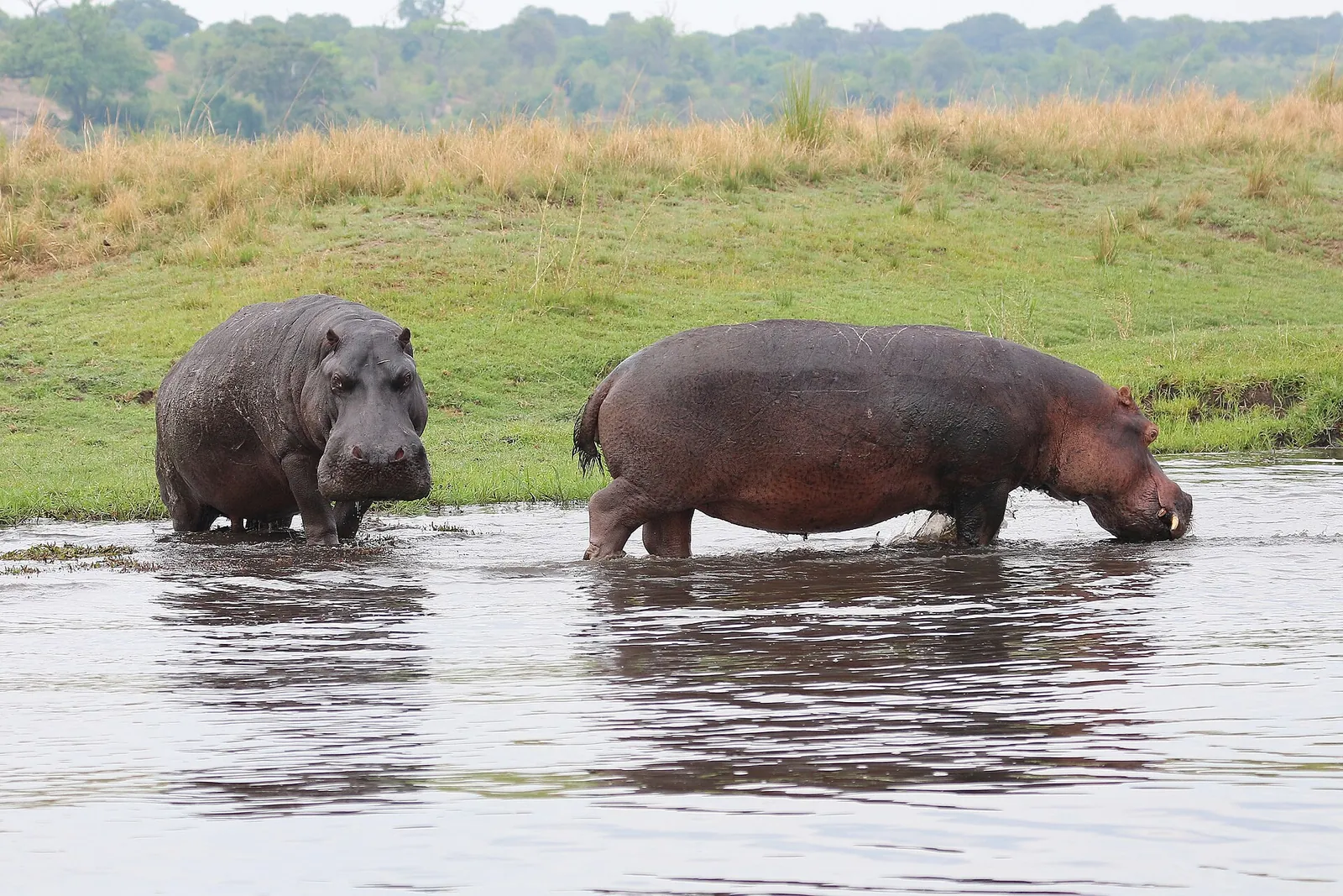 Chobe National Park riverfront, Botswana