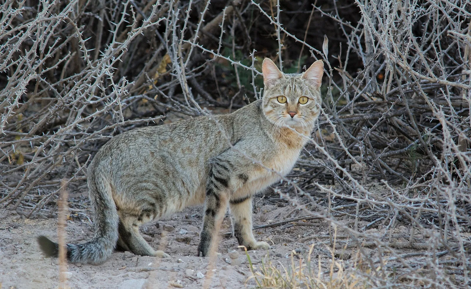 Khutse Game Reserve, Botswana