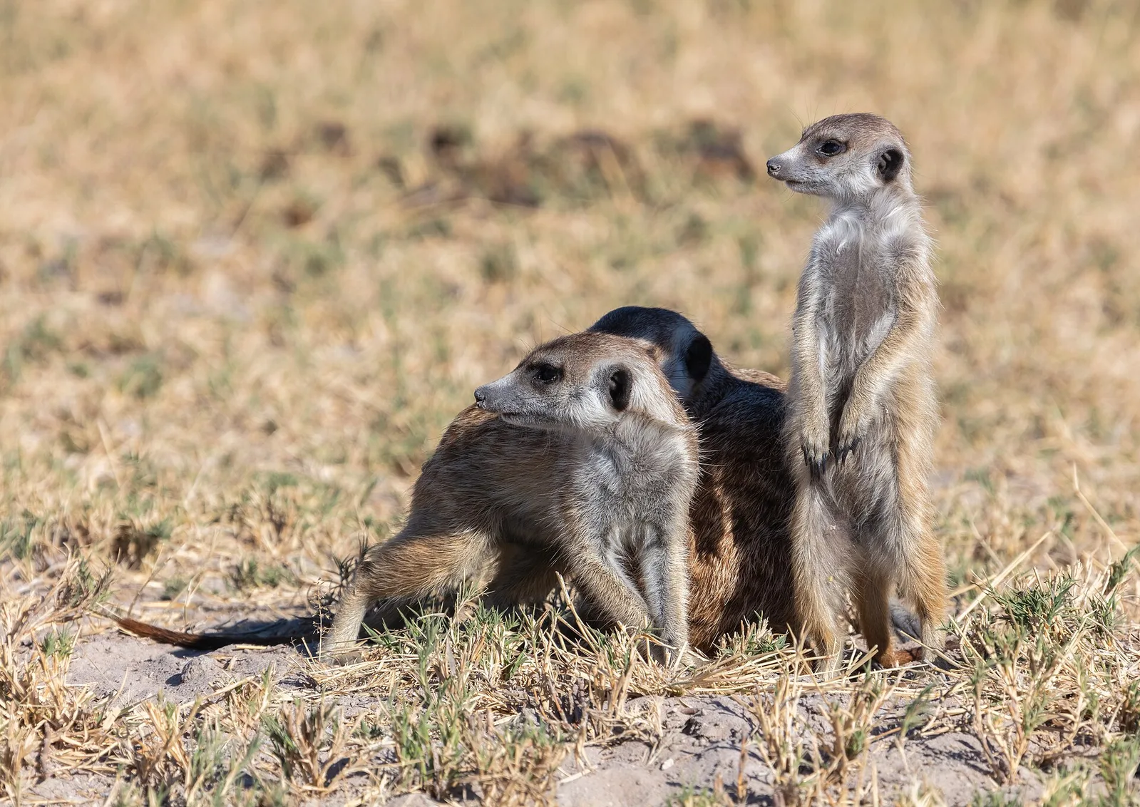 Makgadikgadi Pans, Botswana