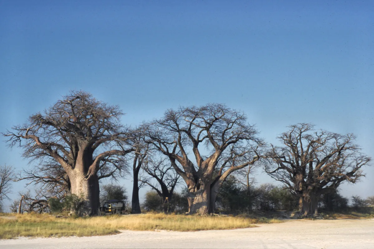 Nxai Pan National Park, Botswana