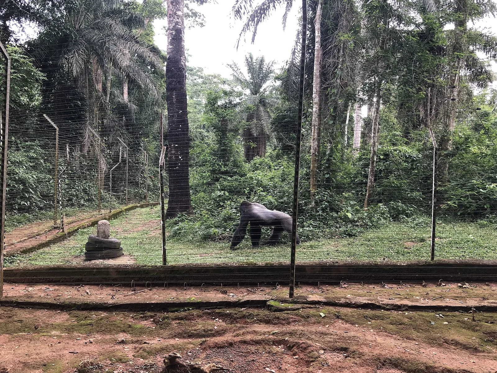 Mefou primate conservation area, Cameroon