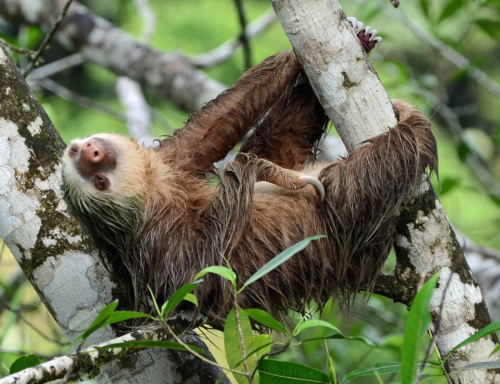 Puerto Viejo de Sarapiquí, Costa Rica