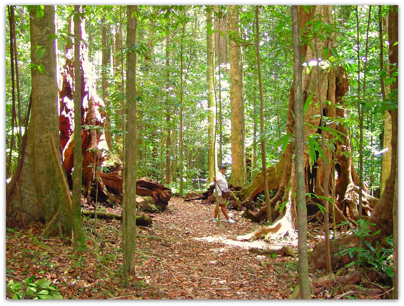 Syndicate and northern rainforest, Dominica