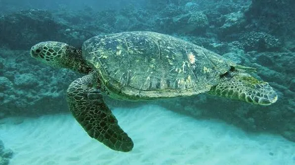 Mayumba National Park