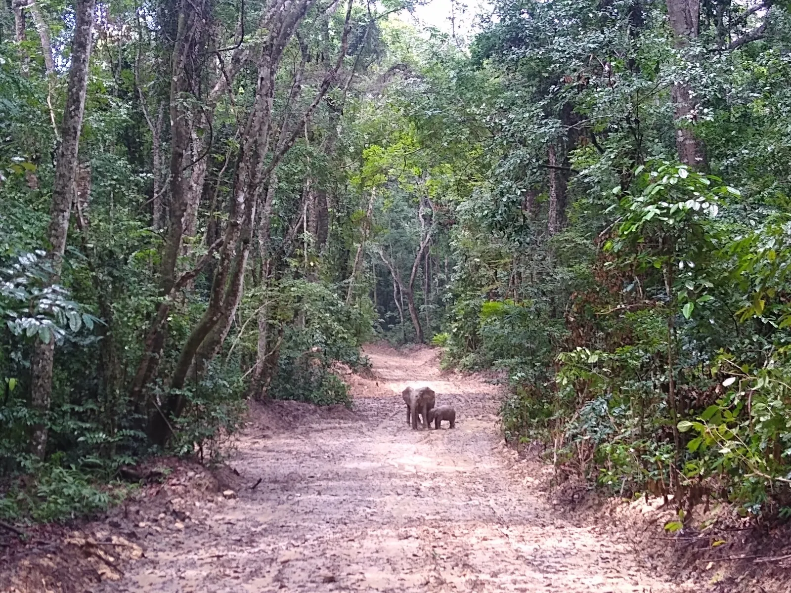 Pongara National Park, Gabon