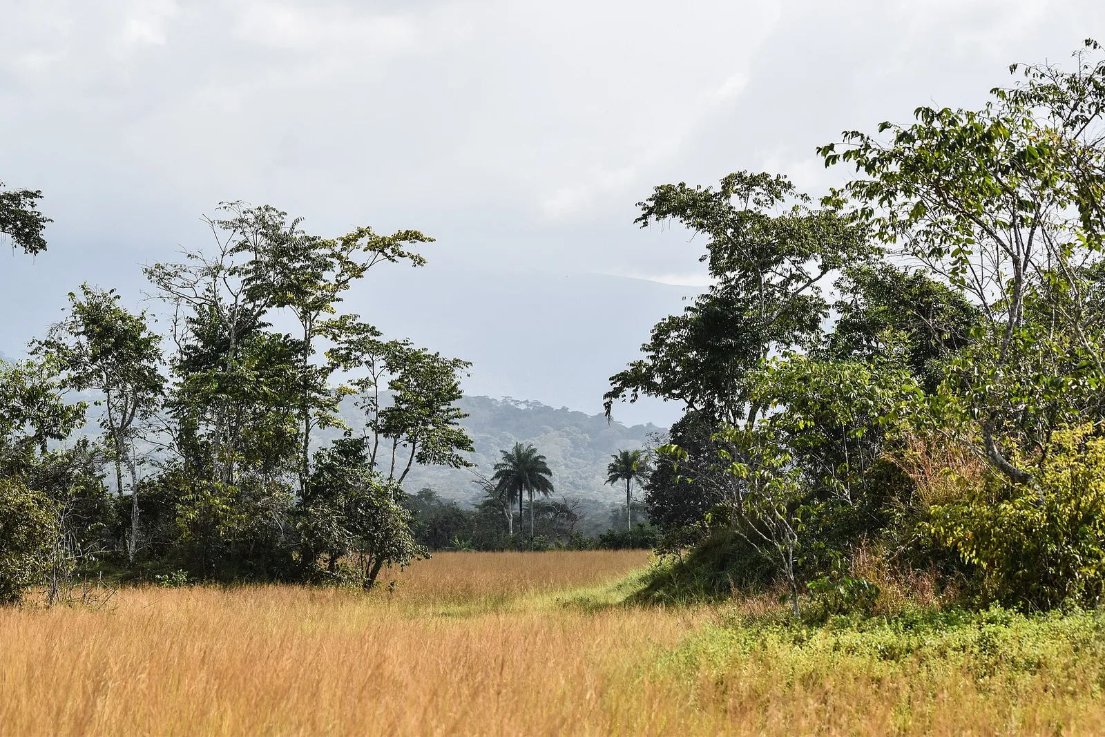 Mount Nimba and Lola area, Guinea