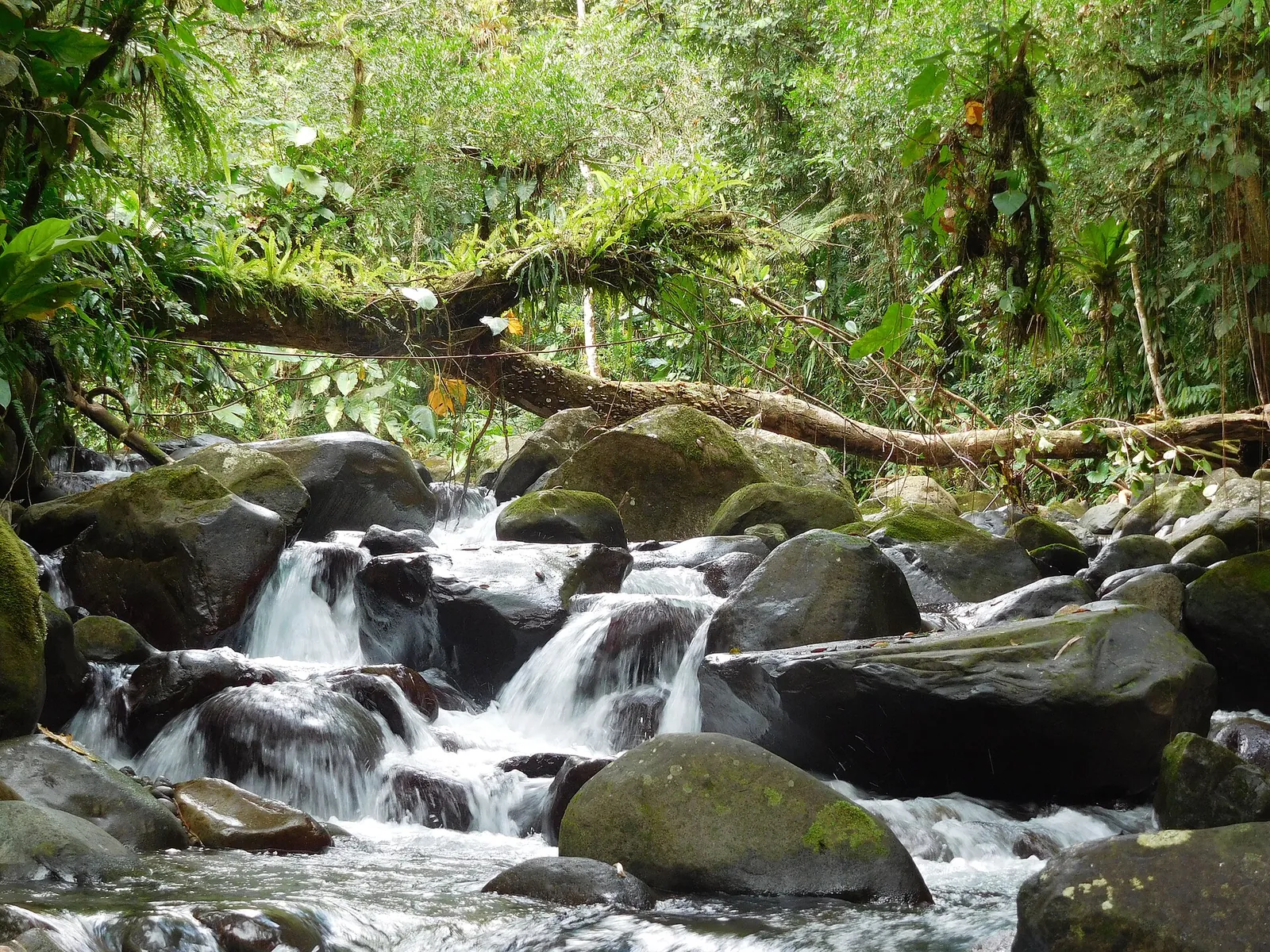 Sainte-Rose and Guadeloupe National Park, Guadeloupe