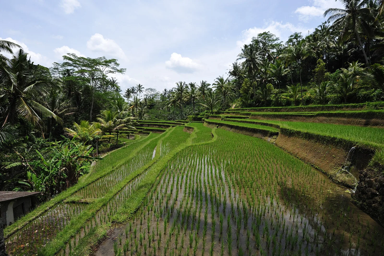 Tampaksiring and Kintamani, Indonesia