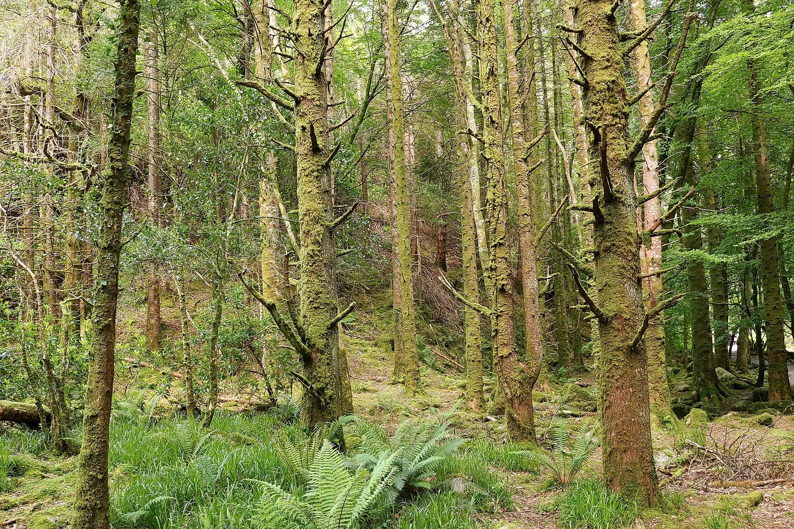 Killarney National Park, Ireland
