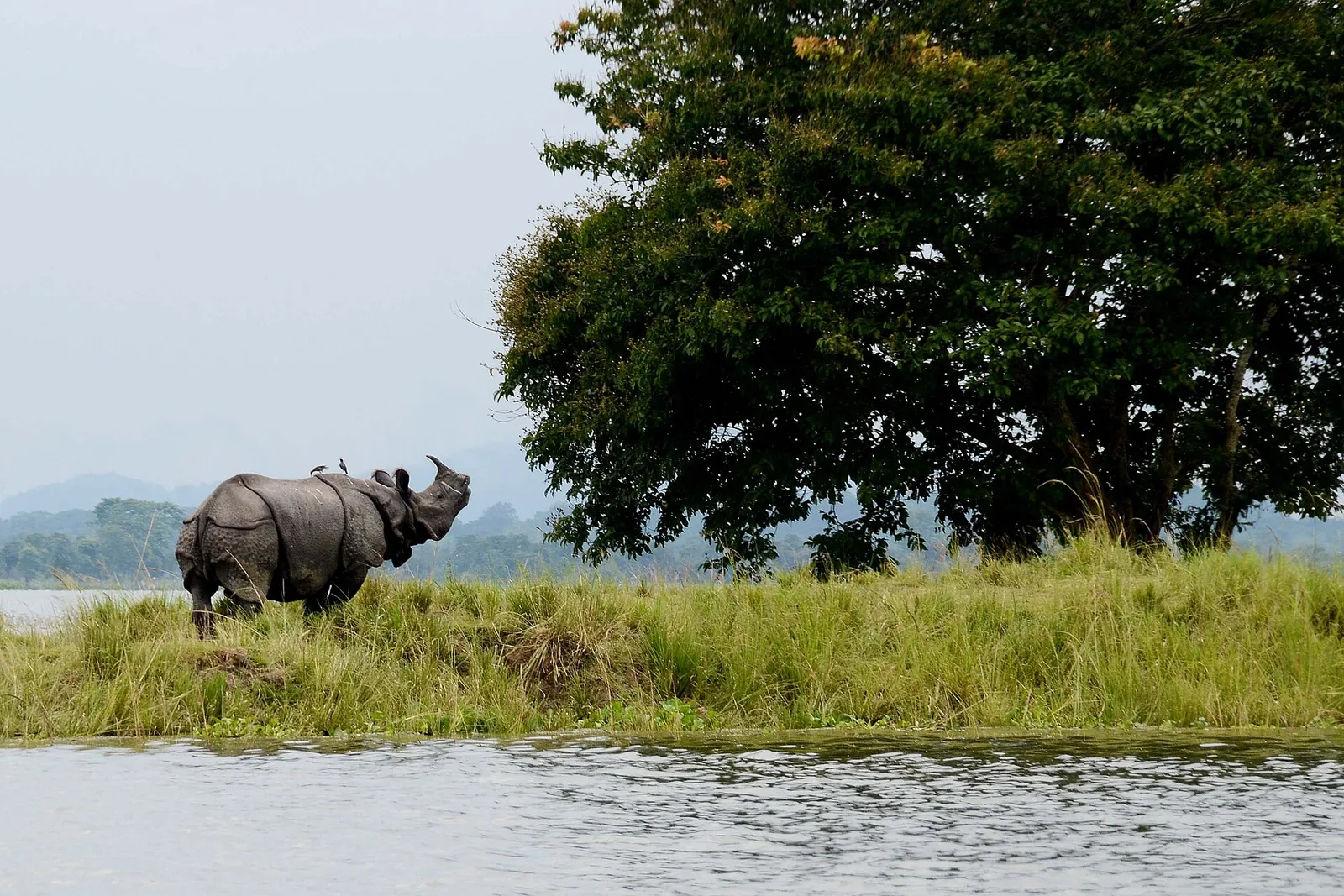 Kaziranga and Majuli, India