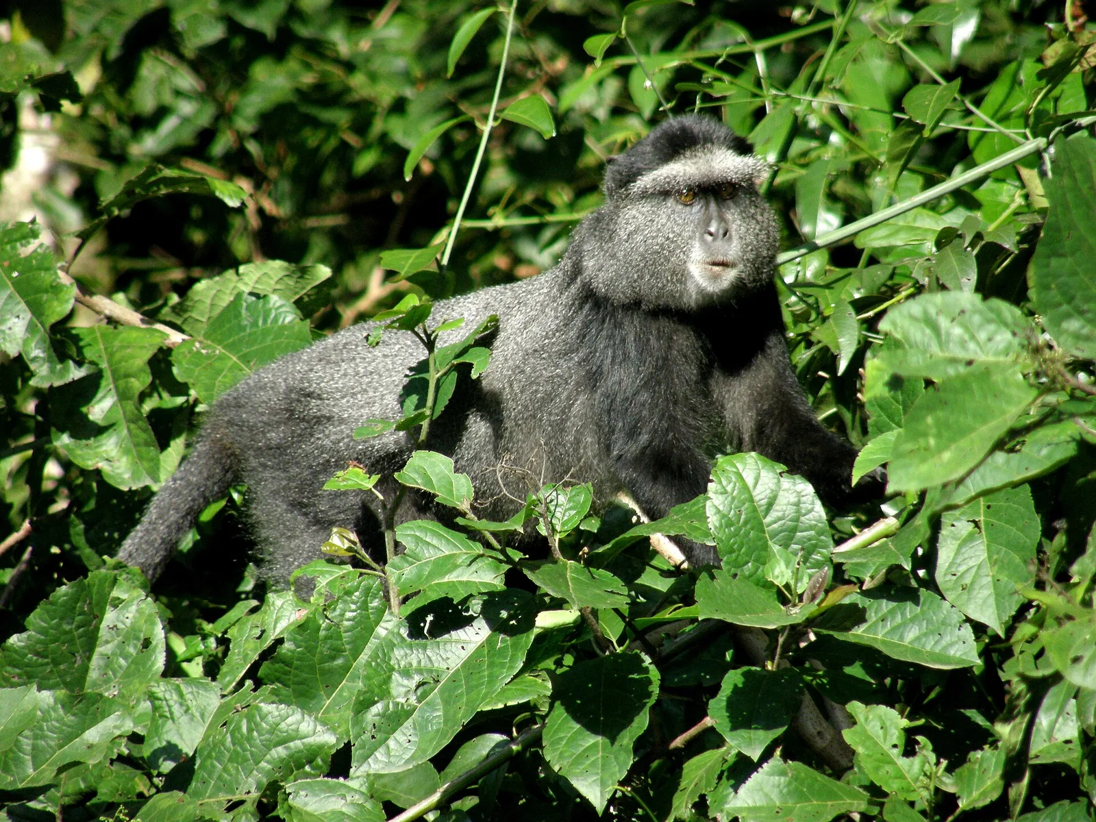Kakamega Forest and western highlands, Kenya
