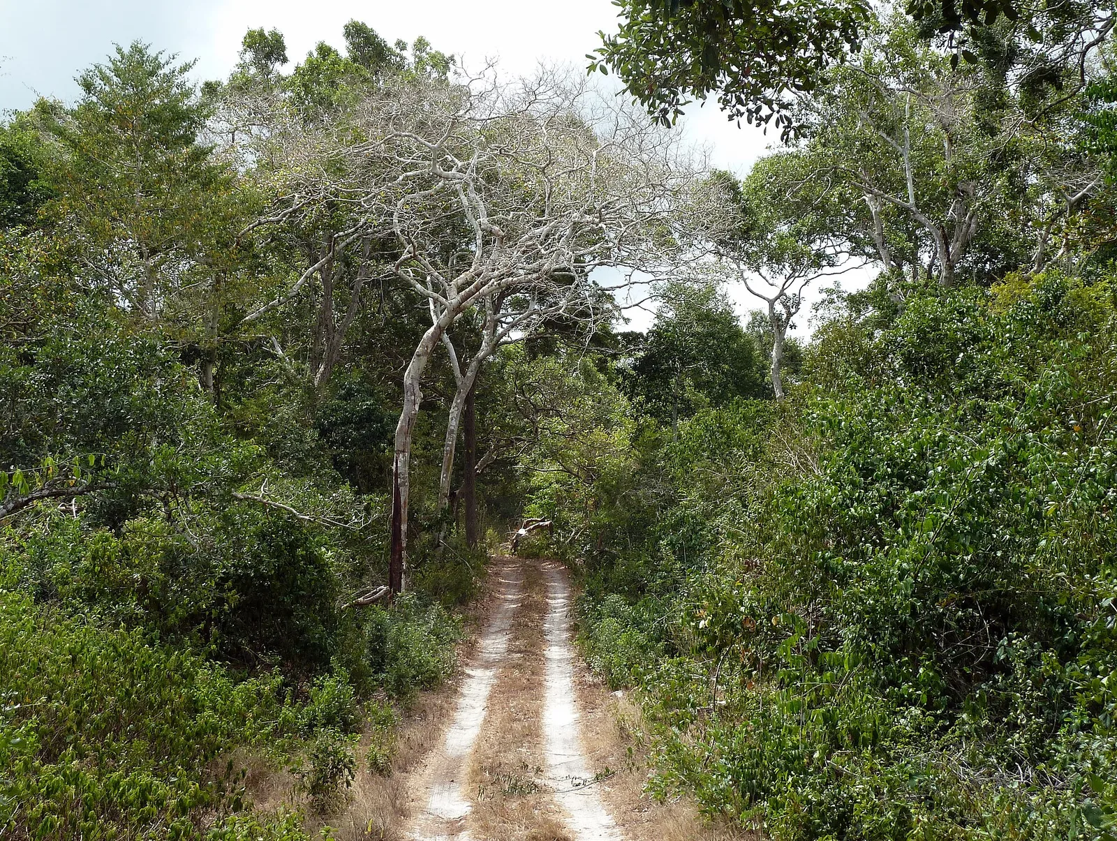 Watamu Malindi and Arabuko Sokoke, Kenya