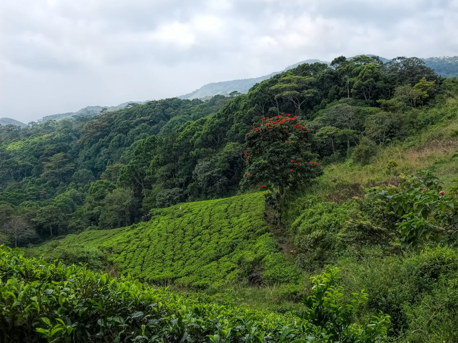 Sinharaja rainforest, Sri Lanka