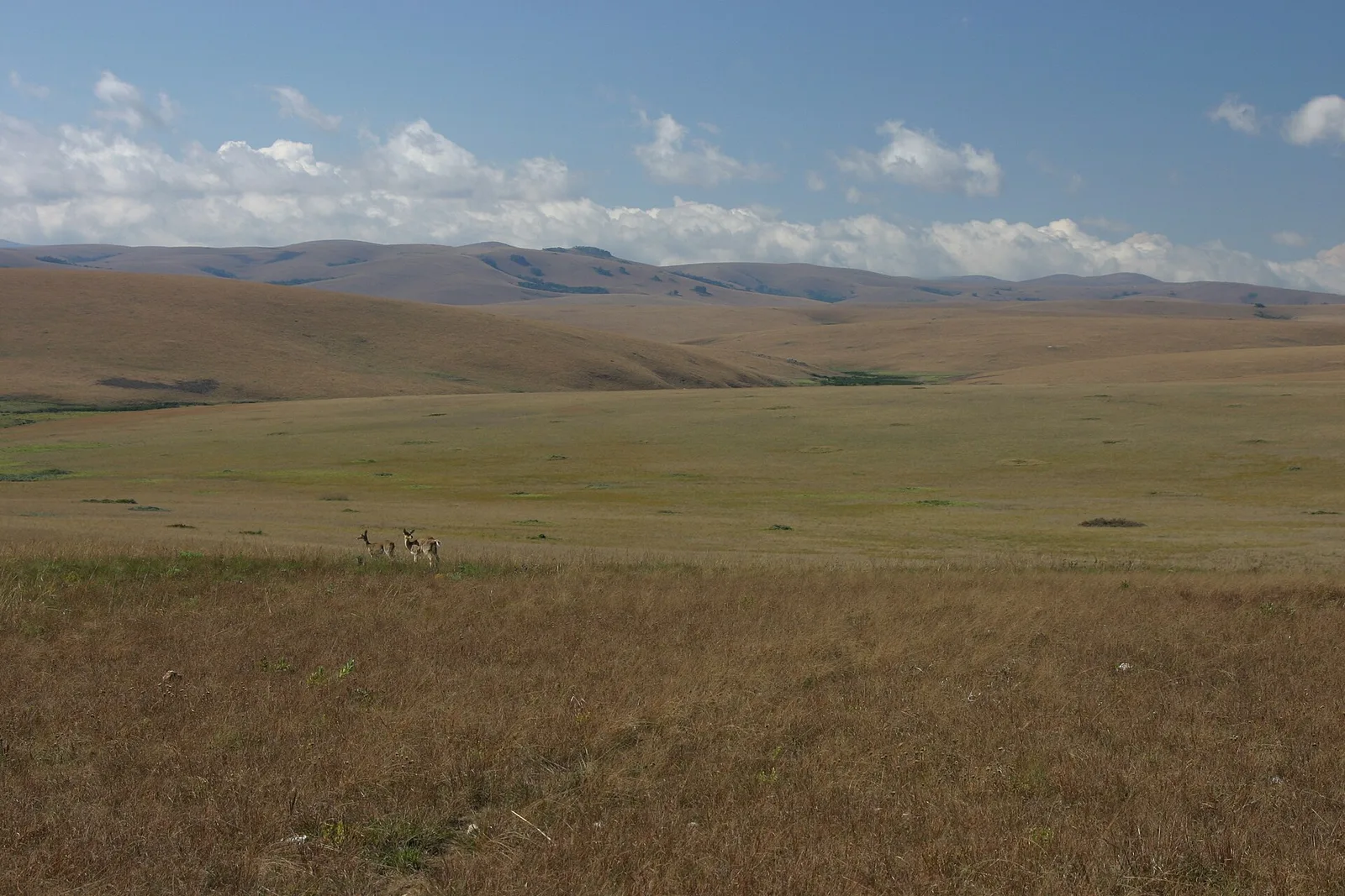 Nyika Plateau and Vwaza, Malawi