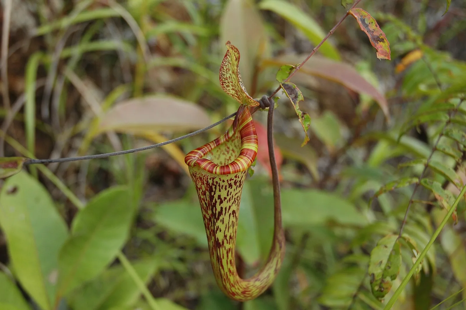 Sarawak interior and highlands, Malaysia