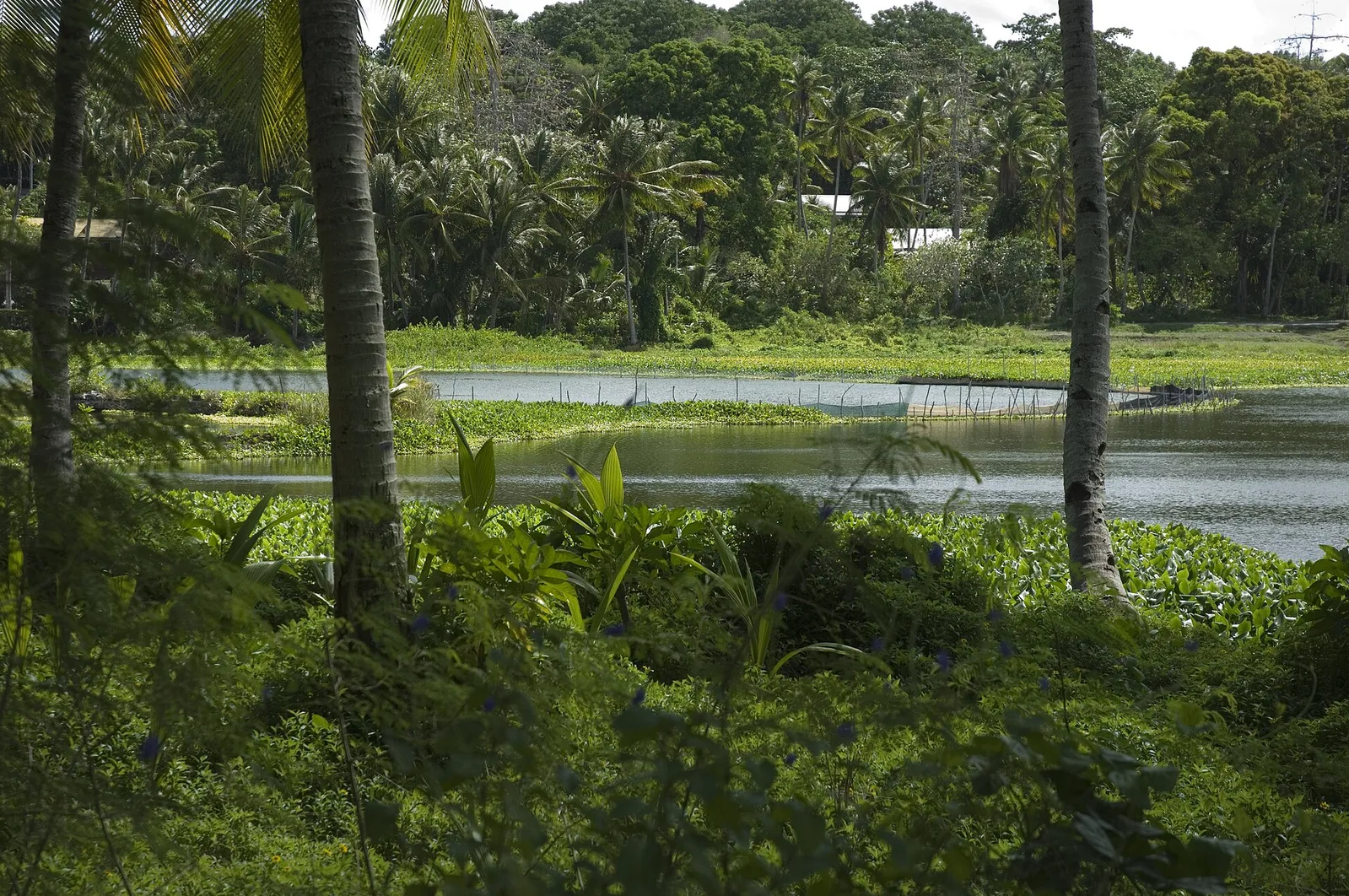 Buada and Topside, Nauru