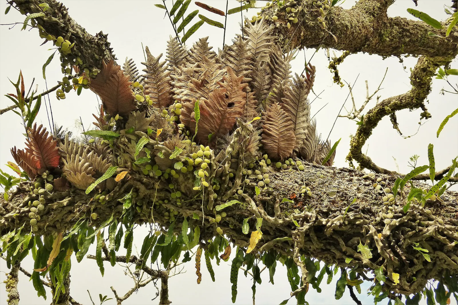 Varirata National Park, Papua New Guinea