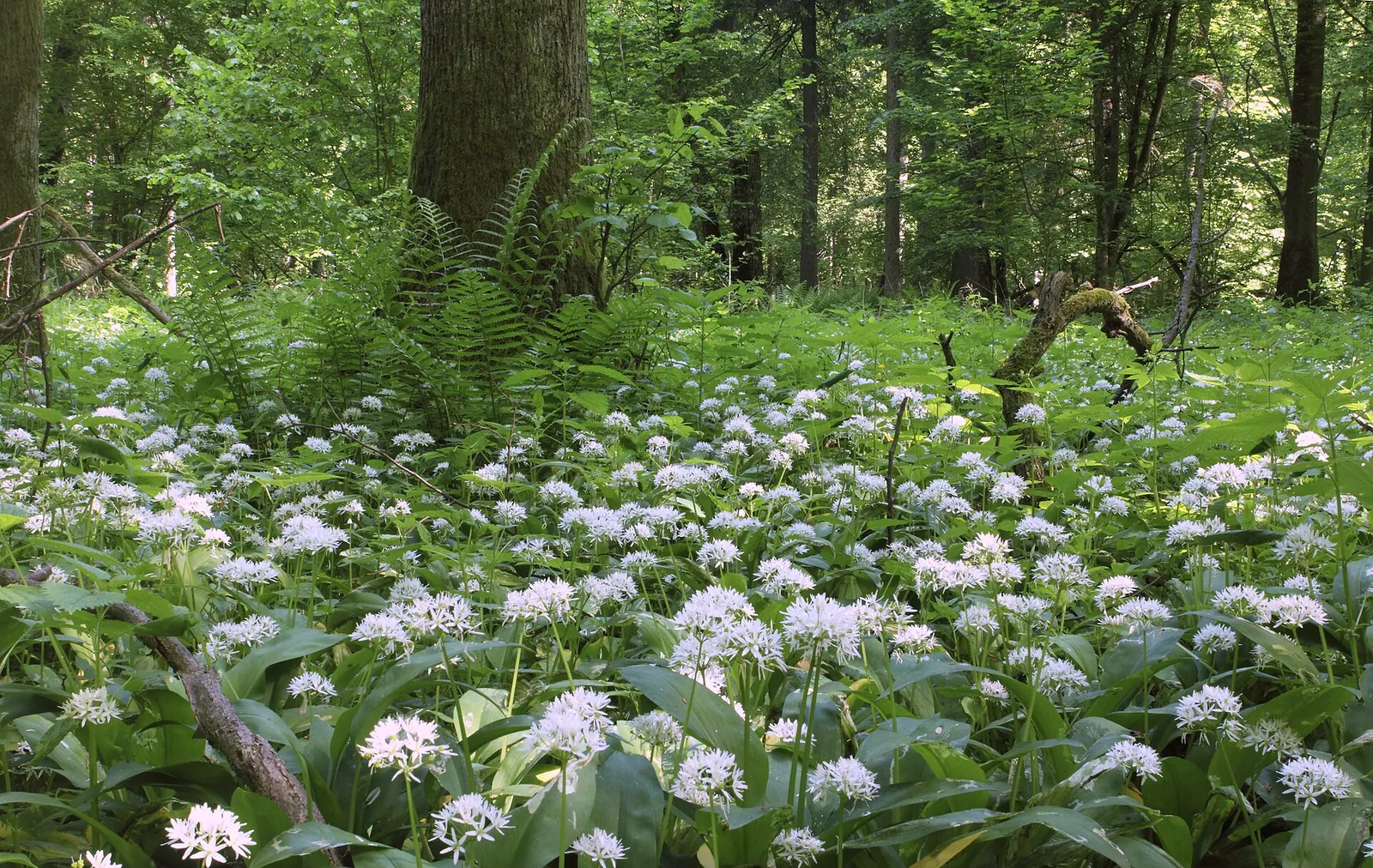 Representative country image: Bialowieza and Biebrza