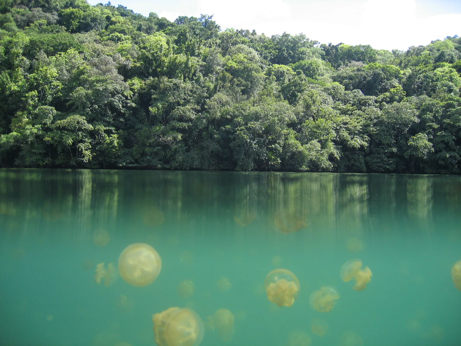 Eil Malk and Jellyfish Lake, Palau
