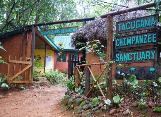Regent and Tacugama