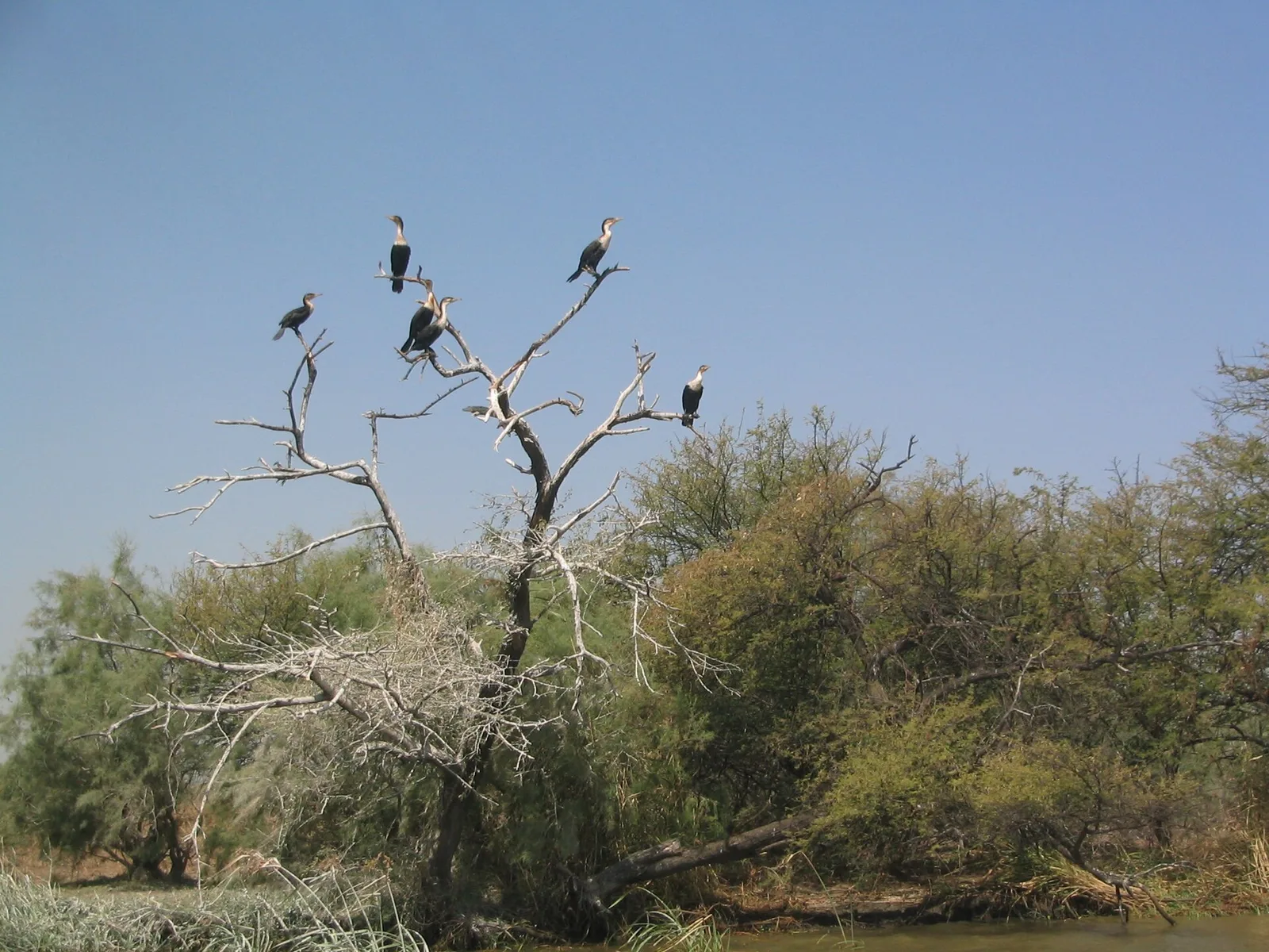 Djoudj wetlands, Senegal