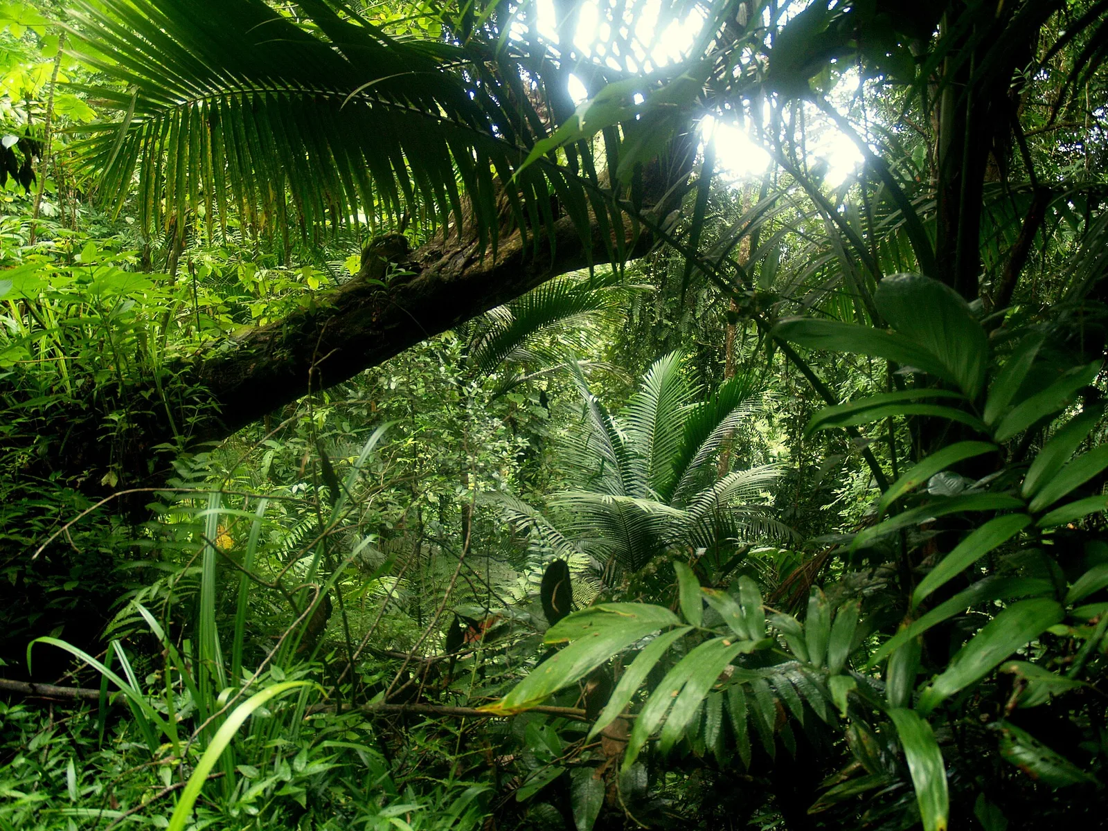 Main Ridge Forest Reserve, Trinidad and Tobago