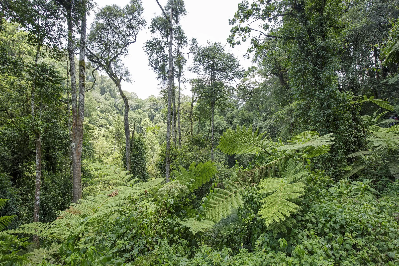 Representative country image: Bwindi Impenetrable National Park