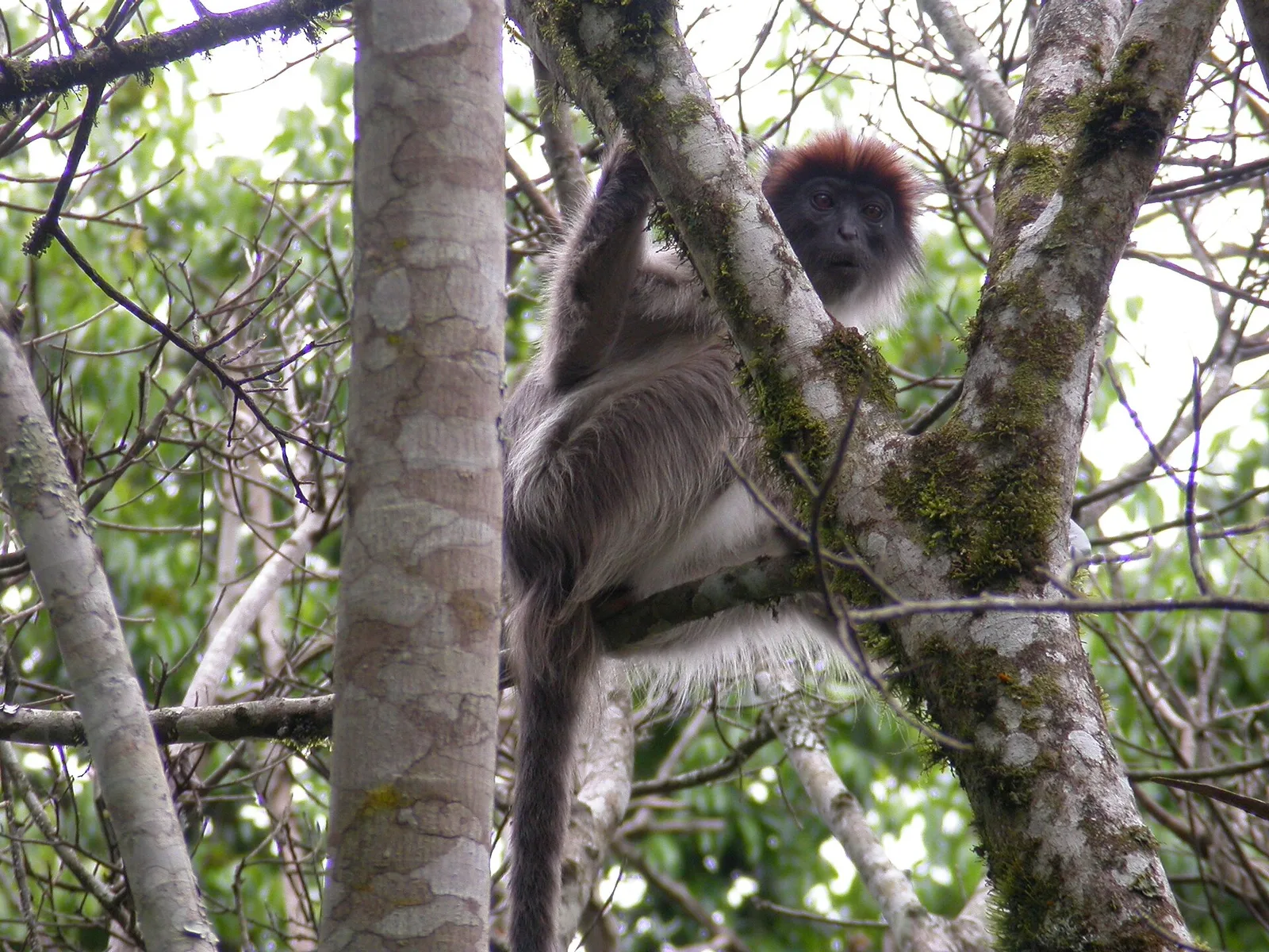 Kibale National Park, Uganda