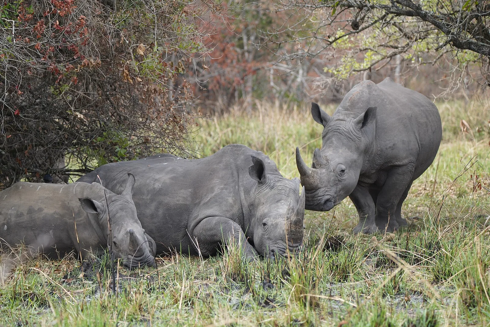Ziwa Rhino Sanctuary, Uganda
