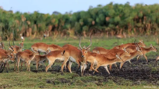 Busanga Plains