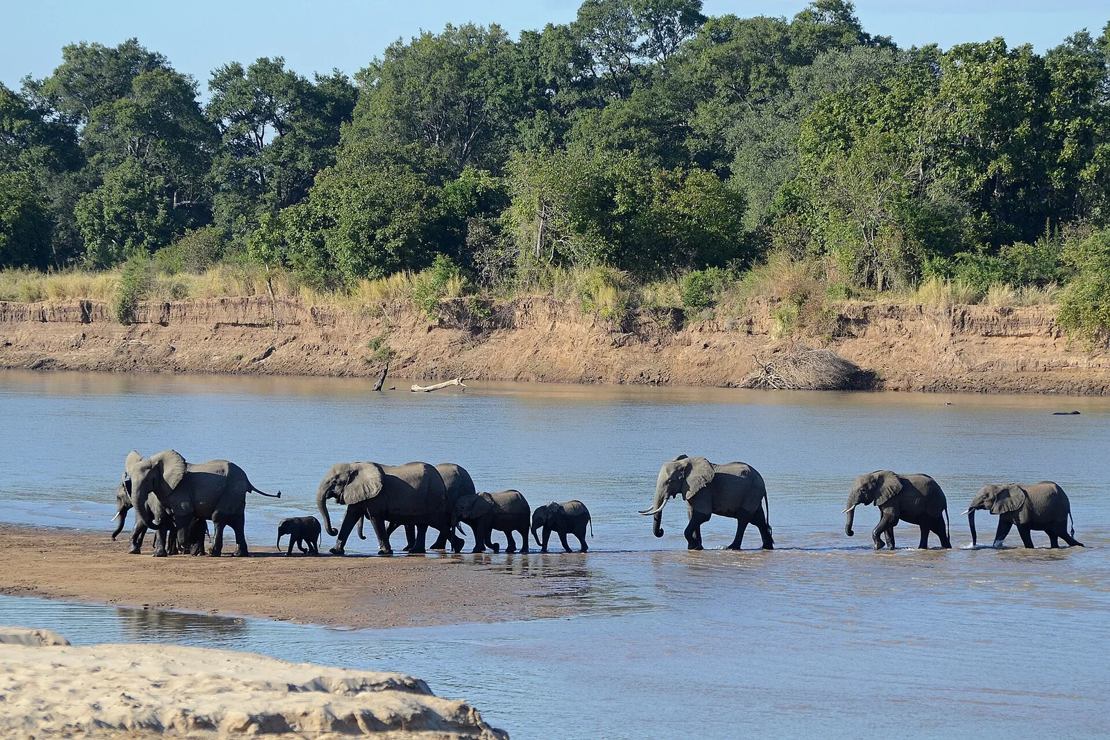 South Luangwa National Park, Zambia