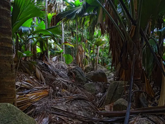 Vallée de Mai and central Praslin