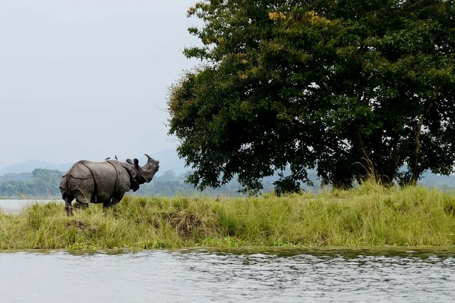 Kaziranga and Majuli