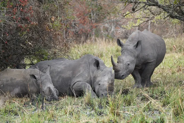Ziwa Rhino Sanctuary
