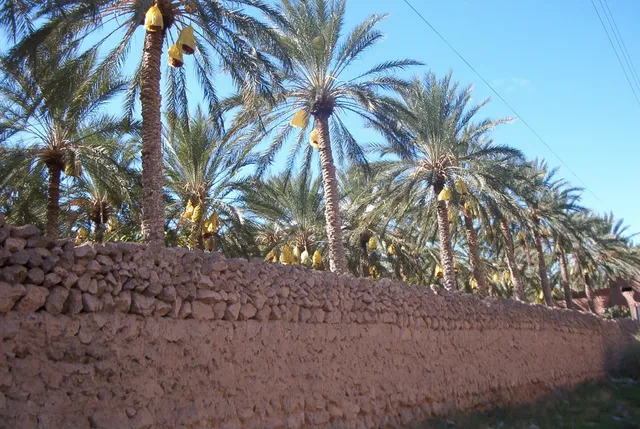 Biskra and Tolga