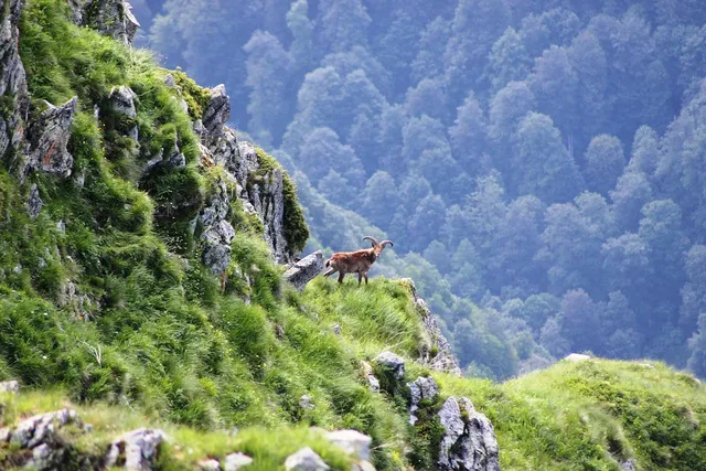 Lagodekhi Protected Areas