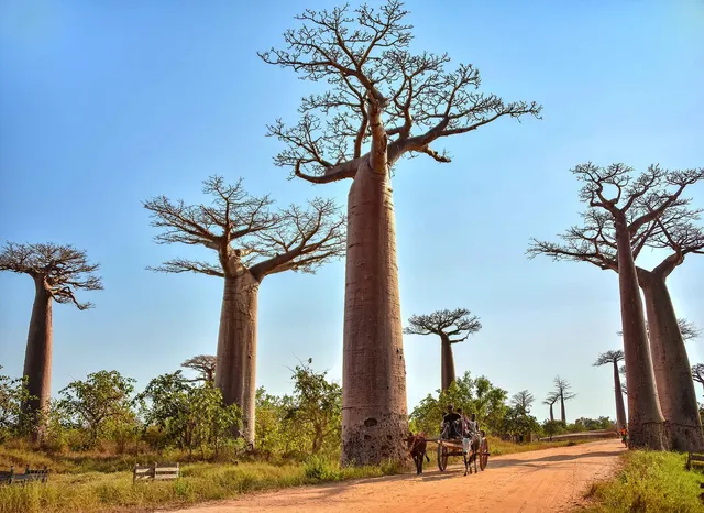 Morondava