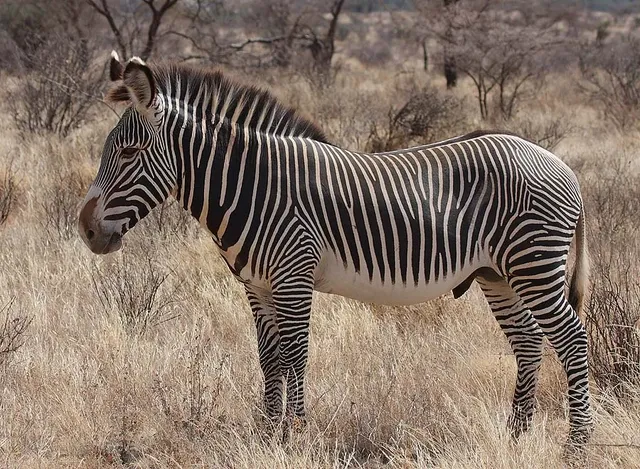 Samburu and Buffalo Springs