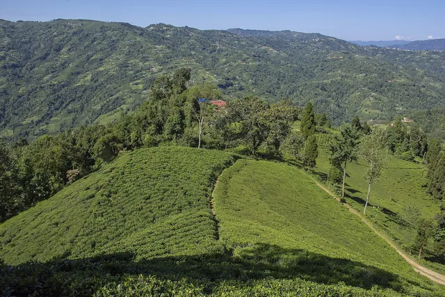 Ilam and eastern hill towns