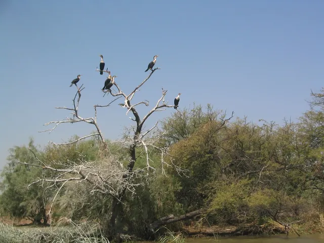 Djoudj wetlands