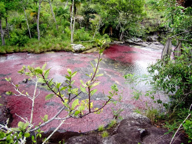 Caño Cristales via La Macarena