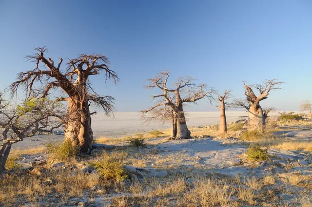Ghanzi and Kalahari communities