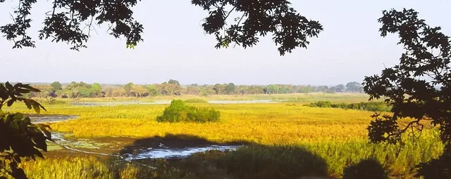 Kasanka and Bangweulu