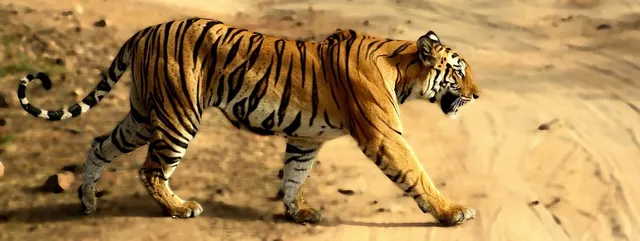 Kanha and Bandhavgarh