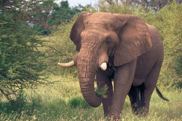 Northern Tuli Game Reserve