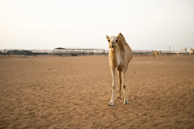 Dubai Desert Conservation Reserve