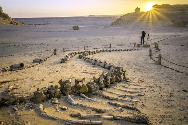 Wadi Al Hitan and protected western Fayoum